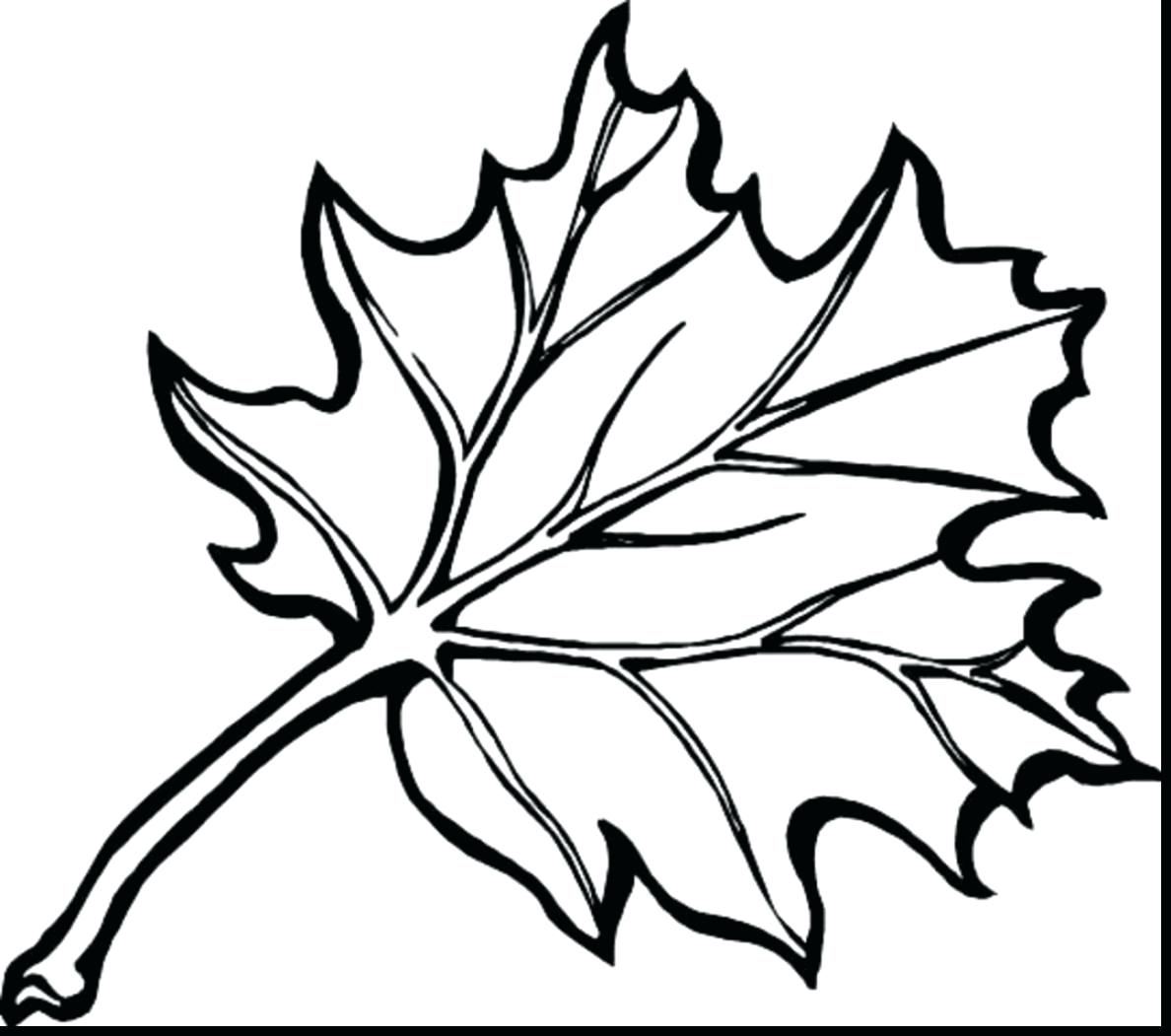 1188x1051 Launching Colouring Pictures Of Leaves Fall Season Coloring Pages