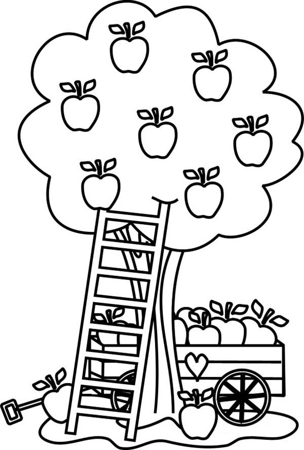 Stylish Design Ideas Apple Tree Coloring Page Pages Barriee 600x887 Stylish Design Ideas Apple Tree Coloring Page Pages Barriee