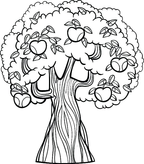 600x684 Fall Tree Coloring Page Fall Apple Tree Coloring Pages Fall Tree