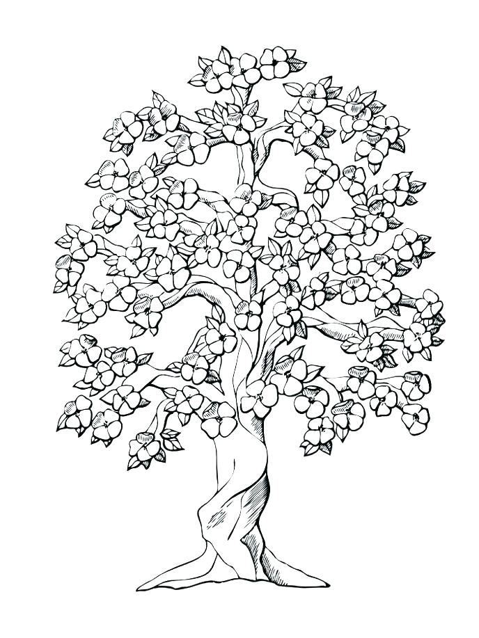 688x917 Tree Color Page