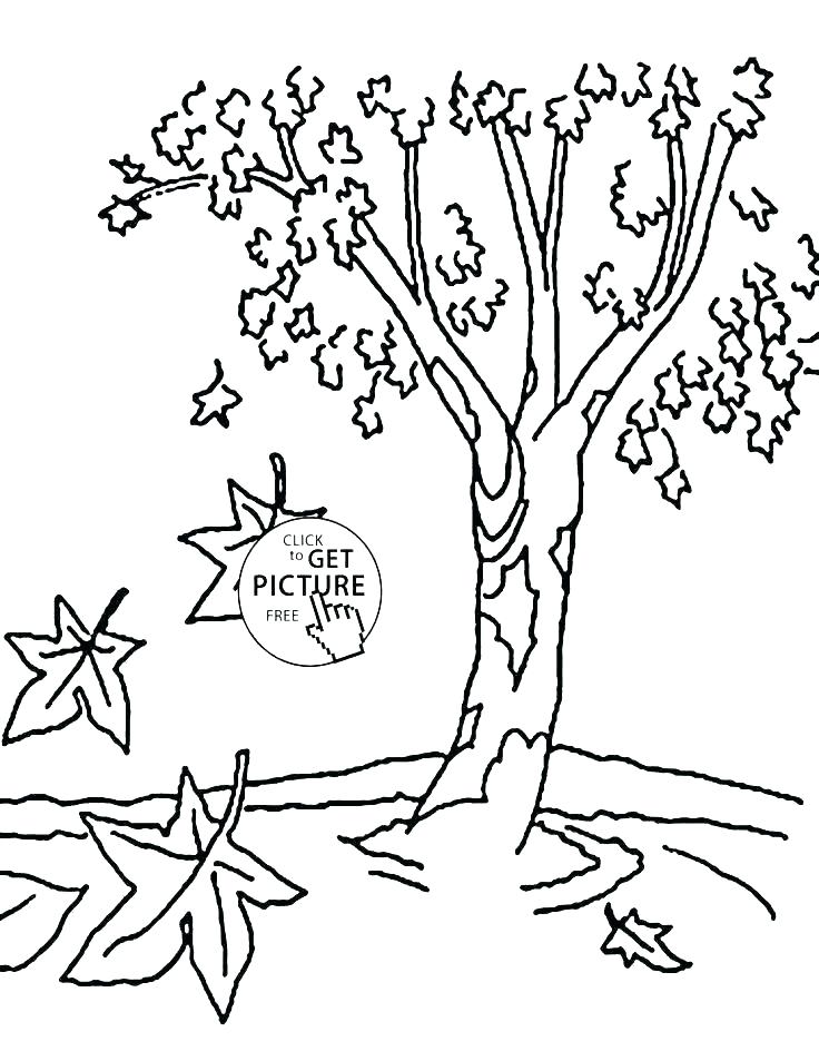 736x944 Autumn Tree Coloring Pages Printable Fall Leaves Coloring Pages