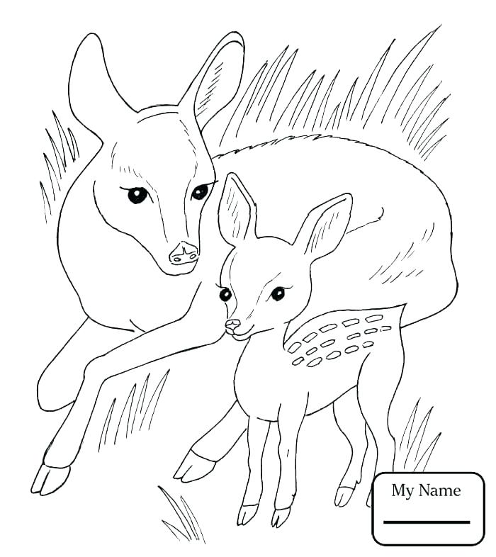 Mammal Coloring Pages Fawn Coloring Pages Roe Mammals Coloring 700x786 Mammal Coloring Pages Fawn Coloring Pages Roe Mammals Coloring