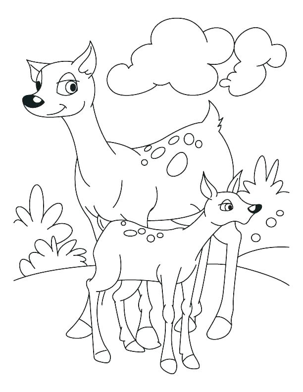 Fawn Coloring Pages Shippa.co 612x792 Fawn Coloring Pages Shippa.co