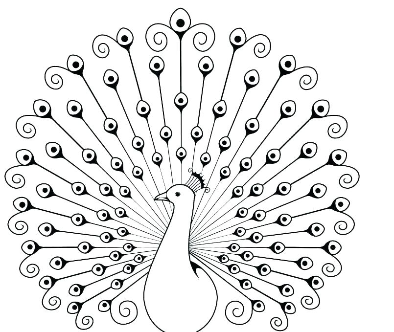 Peacock Feather Coloring Page Peacock Coloring Pictures Peacock 805x679 Peacock Feather Coloring Page Peacock Coloring Pictures Peacock