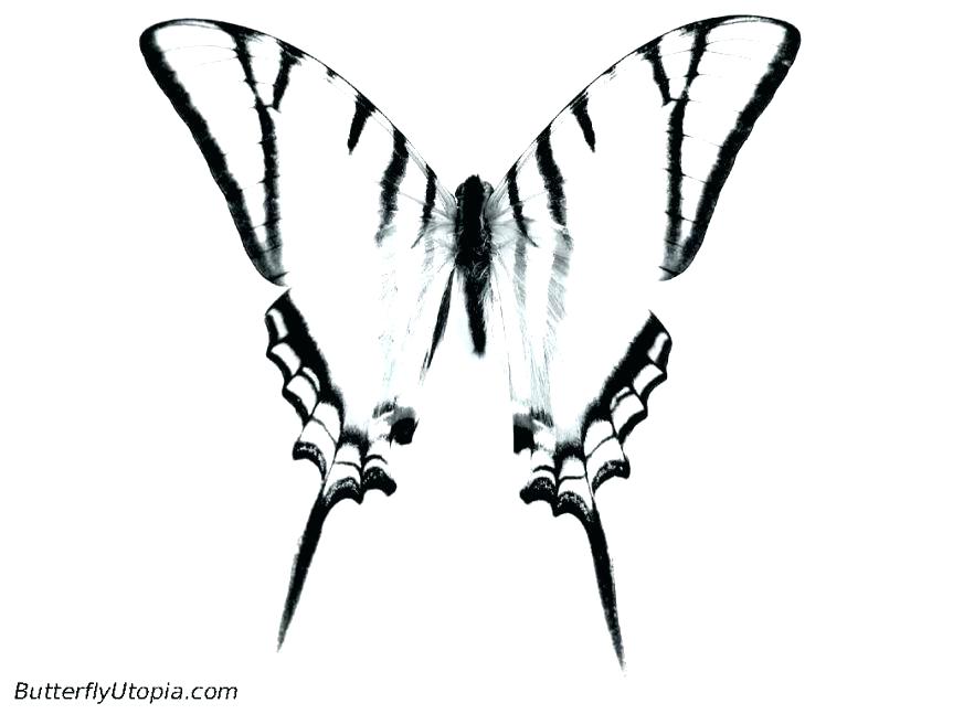 Peacock Pictures To Color Peacock Pictures To Color And Coloring 863x647 Peacock Pictures To Color Peacock Pictures To Color And Coloring