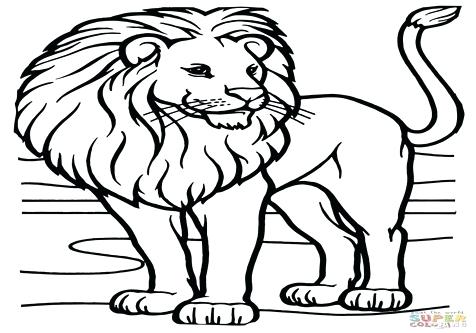 476x333 African Lion Coloring Page Coloring Trend Medium Size Male