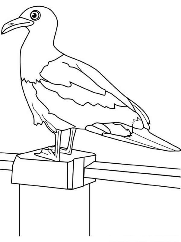 600x800 Seagull On The Fence Coloring Page