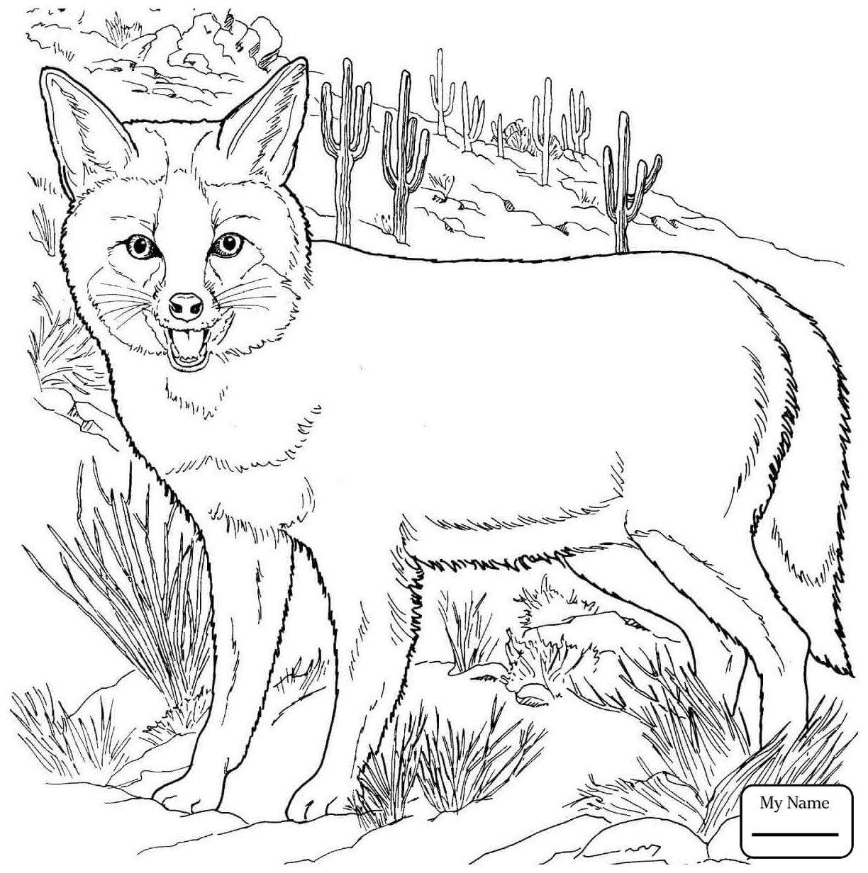 Genuine Fennec Fox Coloring Page Drawing At Getdrawings Com Free 1224x1232 Genuine Fennec Fox Coloring Page Drawing At Getdrawings Com Free