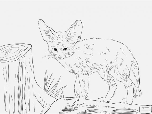 Realistic Fox Coloring Pages Design Mammals Fennec Fox Foxes 640x480 Realistic Fox Coloring Pages Design Mammals Fennec Fox Foxes