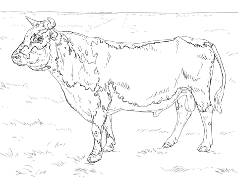 480x360 Bull Coloring Pages 3