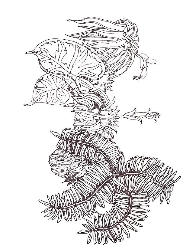 606x823 Umbrella Coloring Close Up Fern Branch Segment Reversed Mural