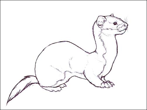 502x378 Ferret Coloring Pages Ferret Coloring Pages Click To See Printable