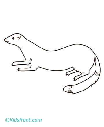 360x440 Ferret Coloring Pages Printable