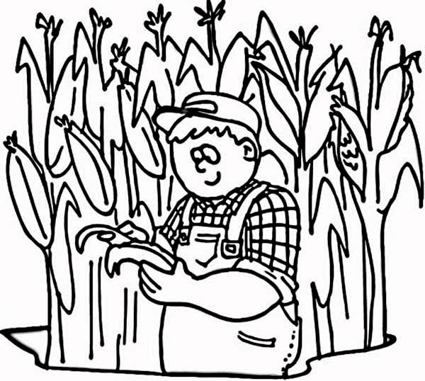 600x538 Corn Field Coloring Page Farmer