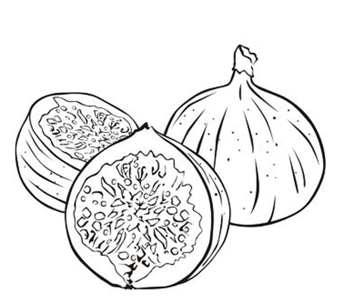 Fig Coloring Page Fig Coloring Page Genkilife 700x617 Fig Coloring Page Fig Coloring Page Genkilife