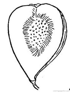 Fig,figs Coloring Pages,fruits It's National Fig Week! 236x309 Fig,figs Coloring Pages,fruits It's National Fig Week!