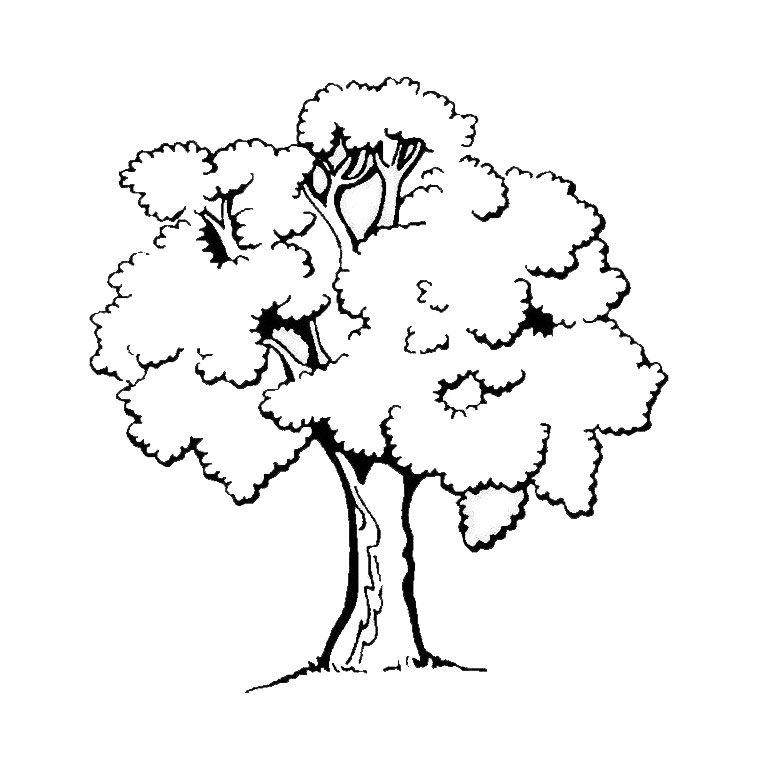 Fig Tree Coloring Page at GetColorings.com | Free printable colorings ...