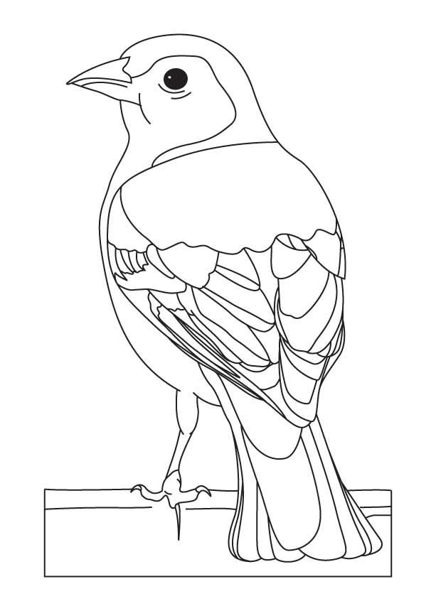 613x860 Common Chaffinch Coloring Page Bird Printables
