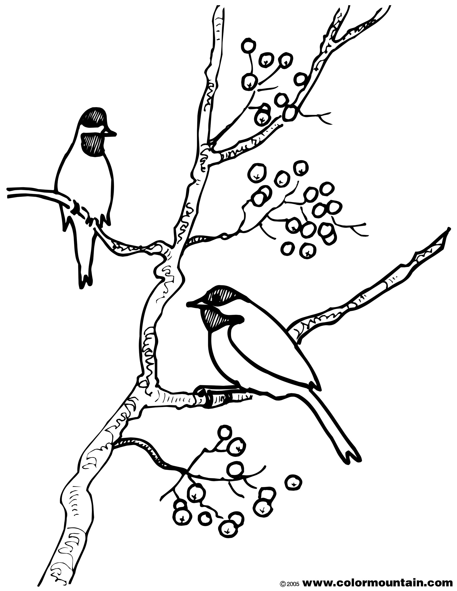 1800x2329 Finch Free Coloring Sheet