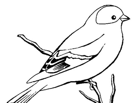 440x330 51 Bird Coloring Pages, Coloring Pages Of Tweety Bird Images