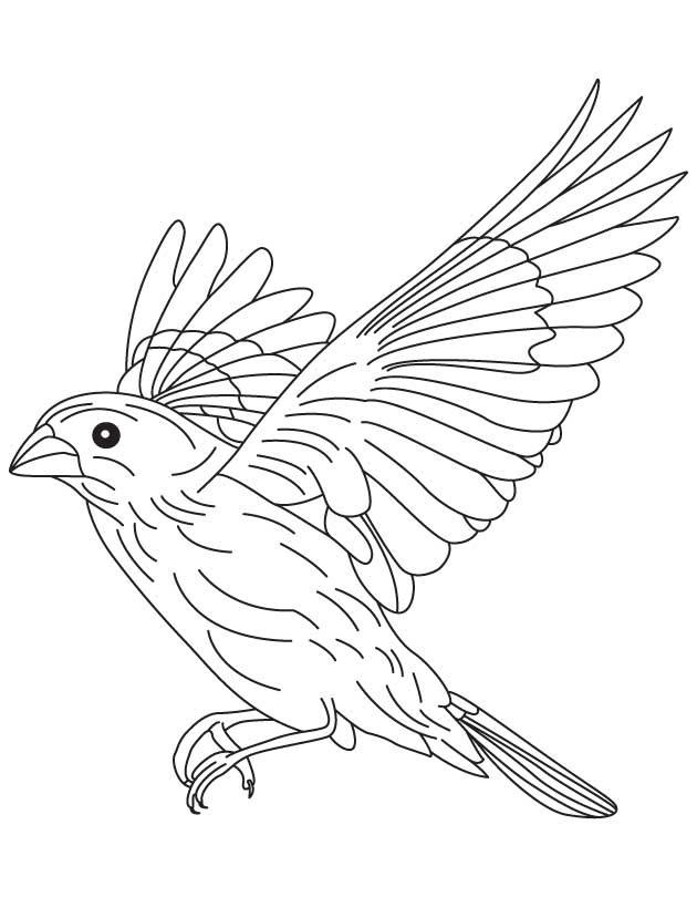 630x810 Grosbeak Flight Coloring Page Download Free Grosbeak