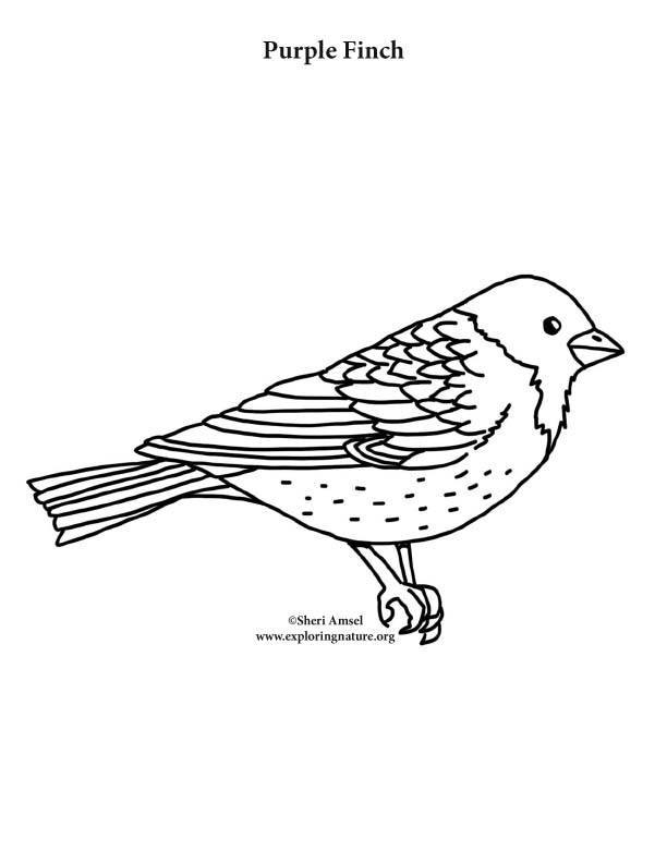 612x792 Purple Finch Coloring Page