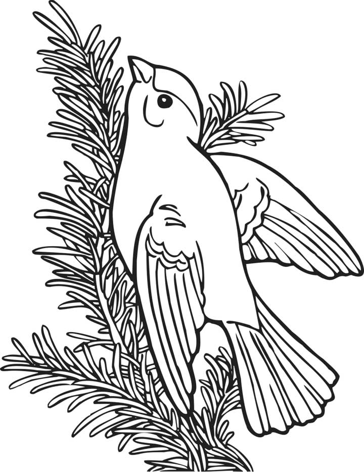 720x932 Willow Gold Finch Coloring Page For Kids