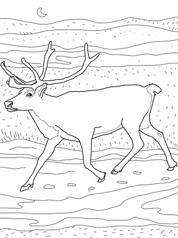360x480 Caribou Coloring Page Hibernationmigrationadaptation