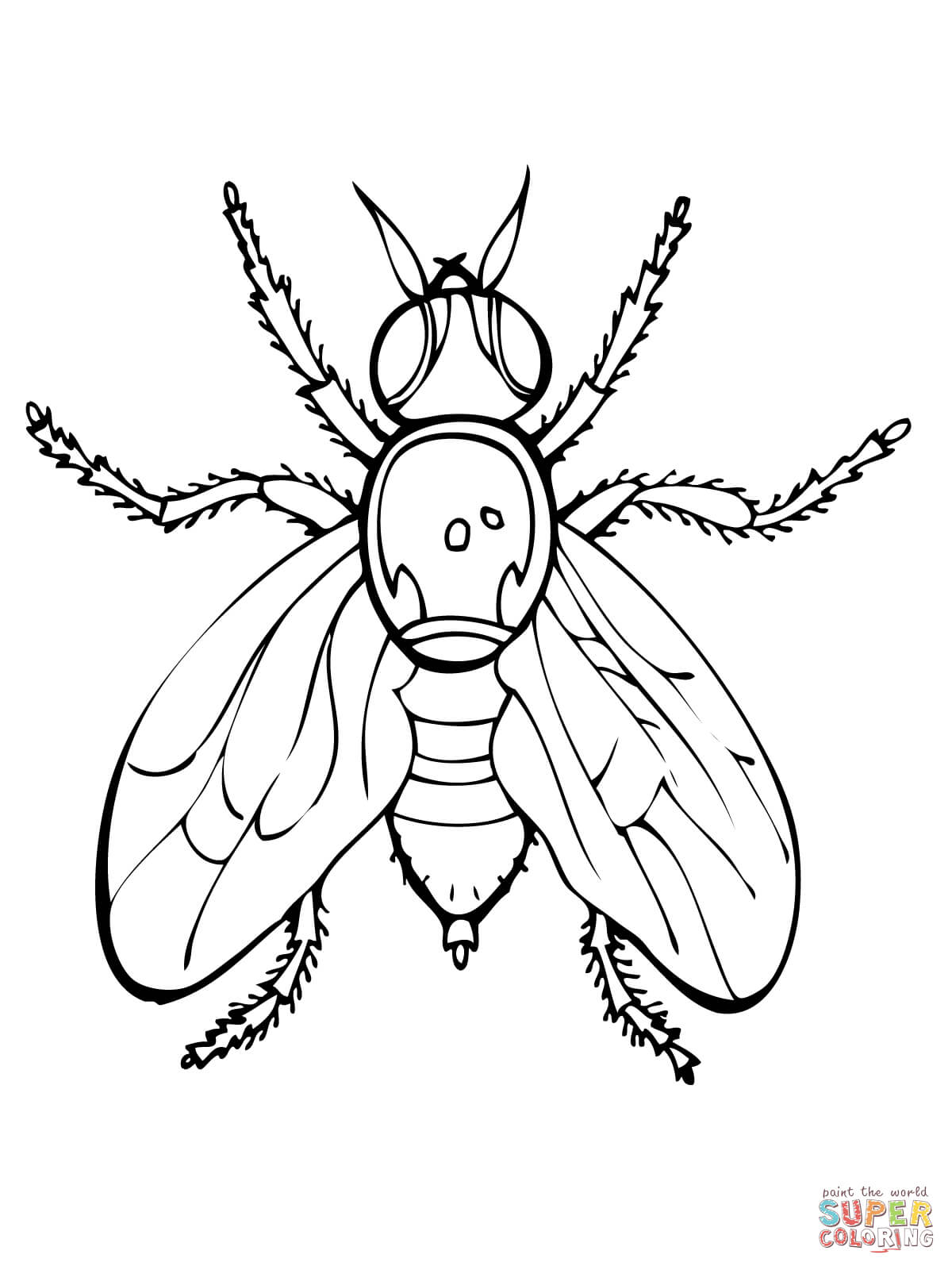 1200x1600 Fruit Fly Coloring Page Free Printable Pages And Firefly