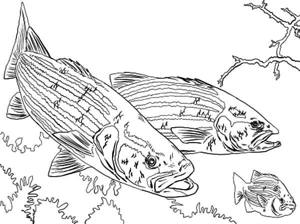600x449 Bass Fish Chasing Little Fish Coloring Pages Best Place To Color