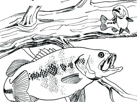 440x330 Bass Fish Coloring Pages Impair.co