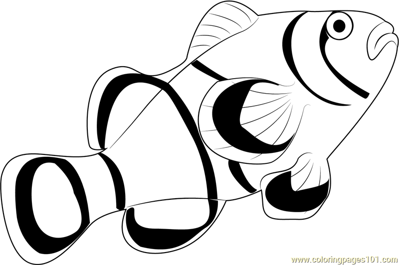 Clown Fish Coloring Page 800x532 Clown Fish Coloring Page