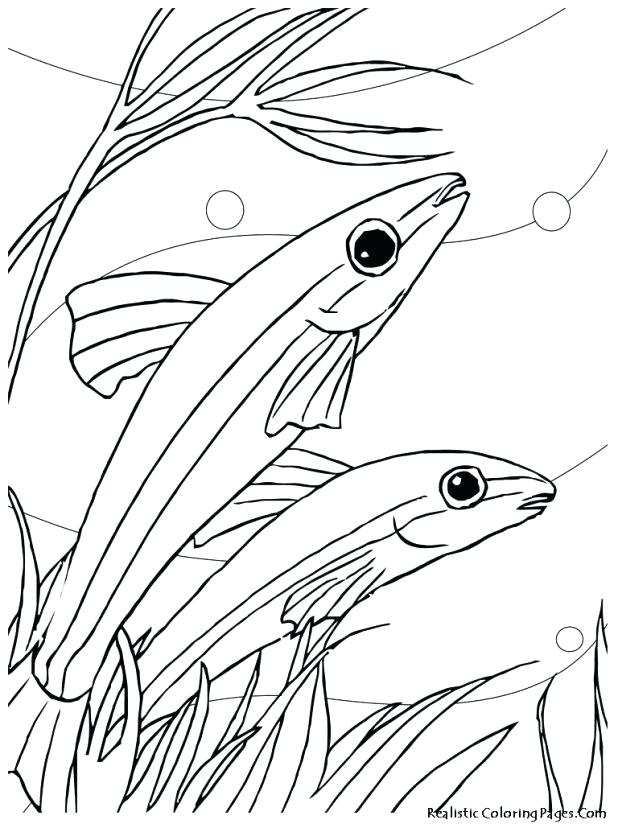 618x824 Aquarium Coloring Page Aquarium Coloring Pages Free Printable