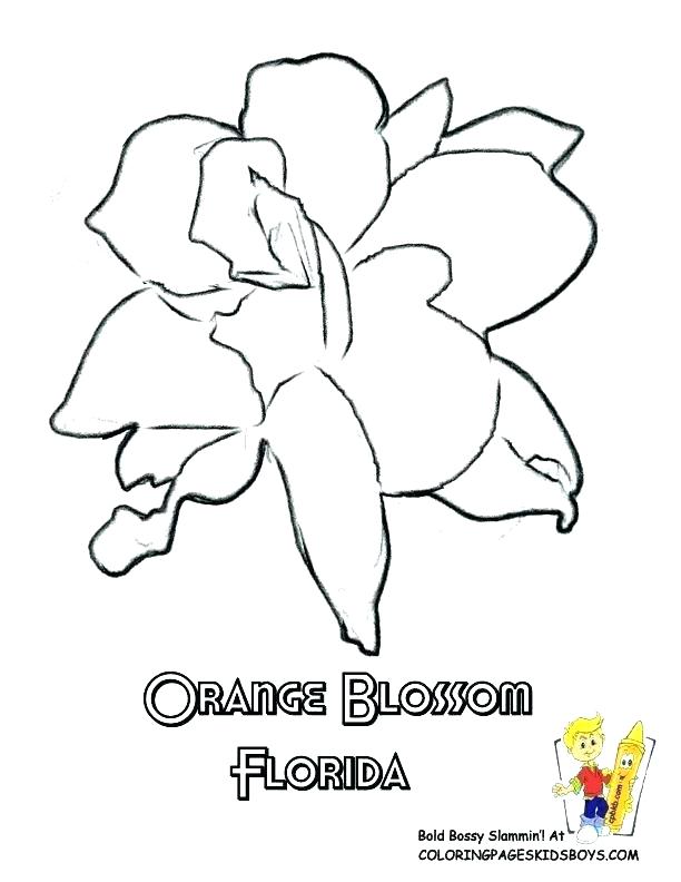 Florida Flag Coloring Page Flag Coloring Page Coloring Pages Free 612x792 Florida Flag Coloring Page Flag Coloring Page Coloring Pages Free