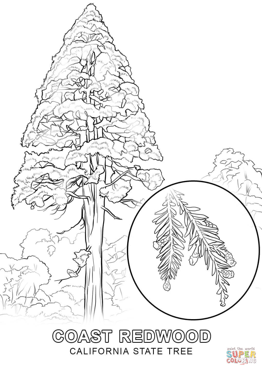 1020x1440 California State Tree Coloring Page Free Printable Pages New