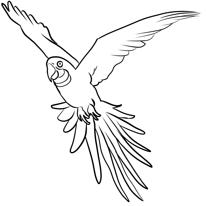 Free Bird Coloring Pages Printable Coloring Pages For Kids 800x800 Free Bird Coloring Pages Printable Coloring Pages For Kids