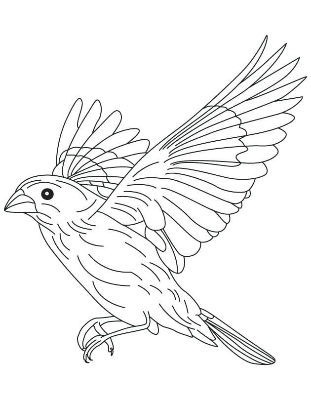 Brown Thrasher Coloring Page Brown Falcon In Flight Coloring Page 630x810 Brown Thrasher Coloring Page Brown Falcon In Flight Coloring Page