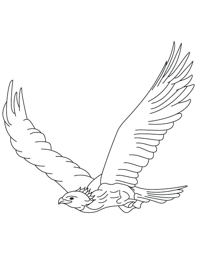 Harpy Eagle Coloring Page Eagle Color Page Golden Eagle In Flight 630x810 Harpy Eagle Coloring Page Eagle Color Page Golden Eagle In Flight