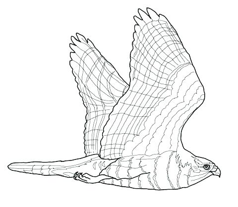 Hawk Coloring Pages Hawk Coloring Pages Goshawk Flight Coloring 480x418 Hawk Coloring Pages Hawk Coloring Pages Goshawk Flight Coloring