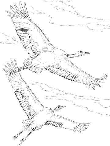 Red Crowned Cranes In Flight In The Sky Coloring Page 360x480 Red Crowned Cranes In Flight In The Sky Coloring Page