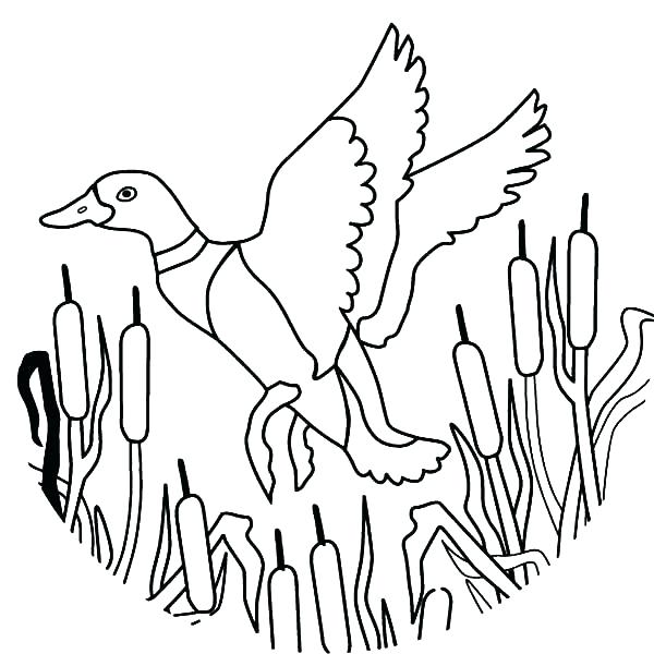 Remarkable Coloring Pages Of Birds Flying Broad Wings Bird 600x600 Remarkable Coloring Pages Of Birds Flying Broad Wings Bird