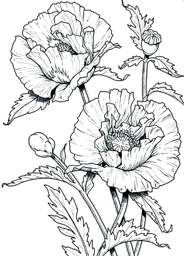 600x835 Wildflower Coloring Pages Celebrating Wildflowers Coloring Book
