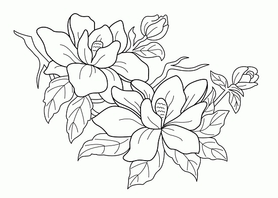 550x392 Free Printable Flower Coloring Pages For Adults Free Printable
