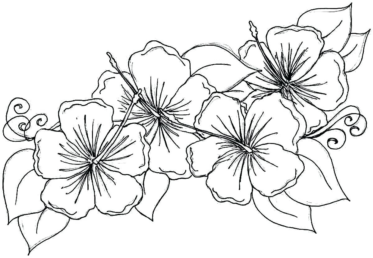 1200x830 Awesome Stunning Adult Coloring Pages Flowers With Coloring Pages