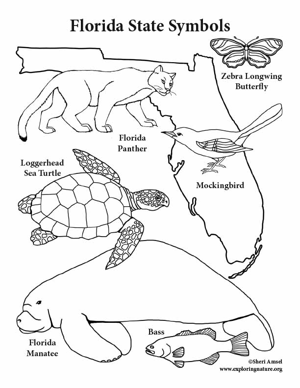 Florida State Symbols Coloring Page 612x792 Florida State Symbols Coloring Page
