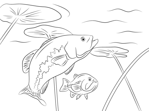 Largemouth Basses The Animal Fish From Florida Coloring Page 480x358 Largemouth Basses The Animal Fish From Florida Coloring Page