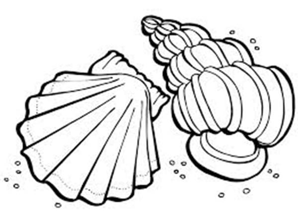 Lions Paw And Florida Cerith Seashell Coloring Page 600x442 Lions Paw And Florida Cerith Seashell Coloring Page