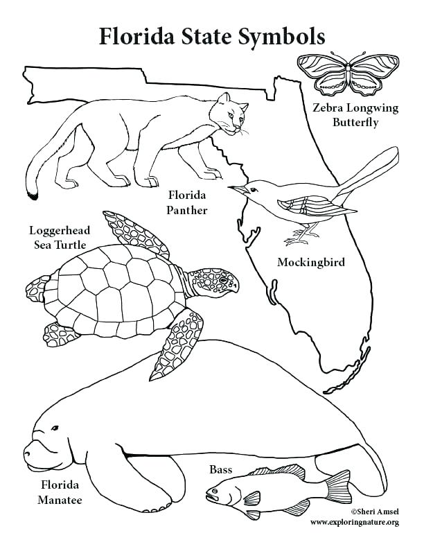 Texas State Flag Coloring Page Bird Pages Trend Thumbnail Size 612x792 Texas State Flag Coloring Page Bird Pages Trend Thumbnail Size
