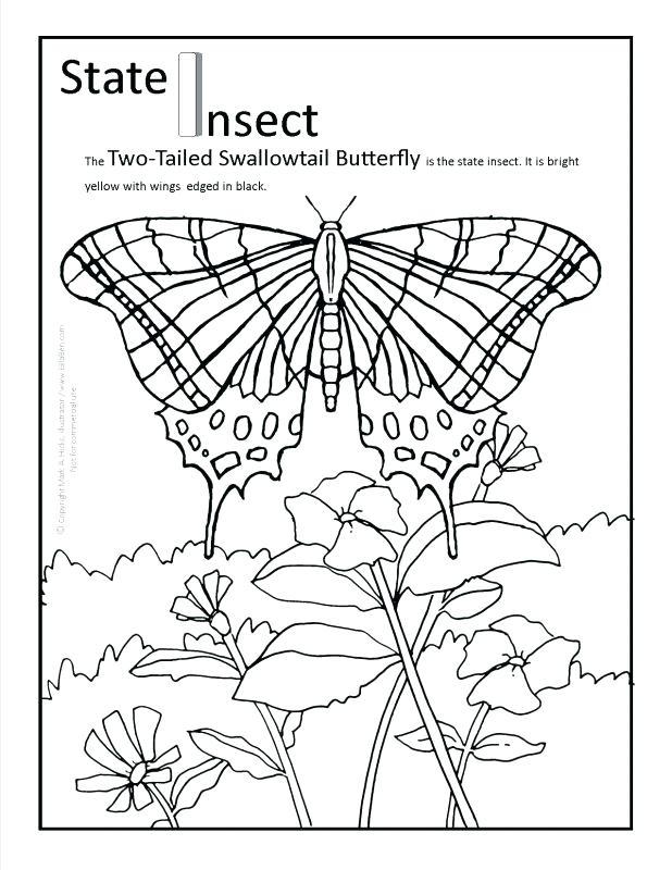 Florida State Coloring Pages Yoschool.site 618x800 Florida State Coloring Pages Yoschool.site