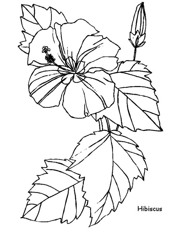Hibiscus Flower For Flower Arrangement Coloring Page Color Luna 600x800 Hibiscus Flower For Flower Arrangement Coloring Page Color Luna